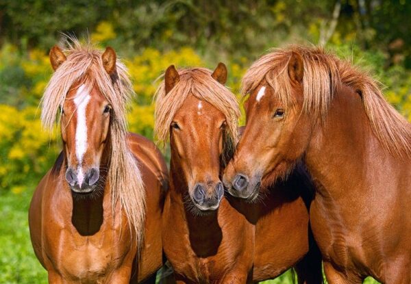 1000 CABALLOS AMIGOS