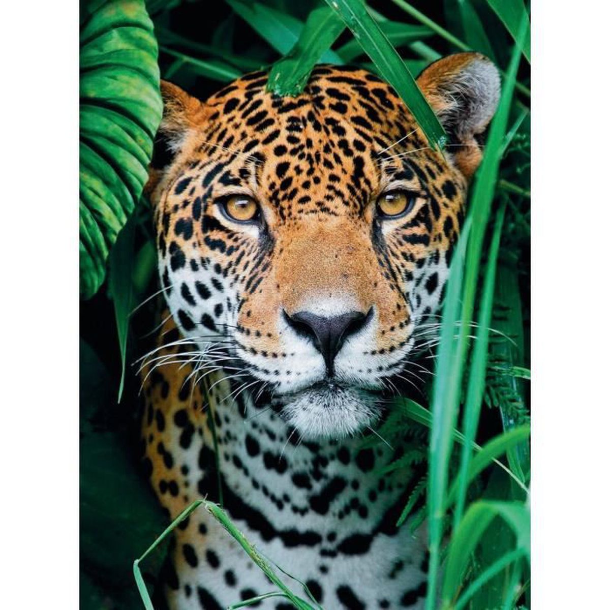 Puzzle 500 El Jaguar En La Jungla De CLEMENTONI