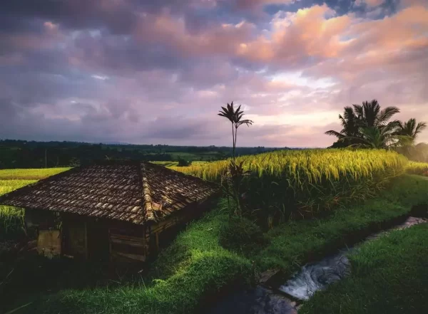Puzzle 500 Campos De Arroz En Bali De RAVENSBURGER
